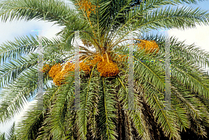 Picture of Phoenix sylvestris 