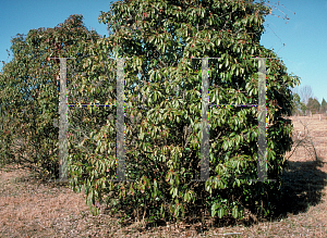 Picture of Photinia serrulata 