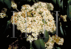 Picture of Photinia serrulata 