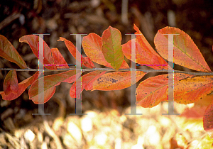 Picture of Photinia villosa 