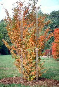 Picture of Photinia villosa 