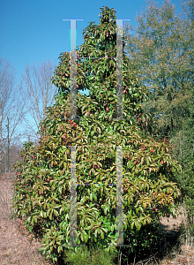 Picture of Photinia x fraseri 