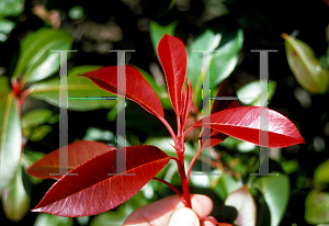 Picture of Photinia x fraseri 