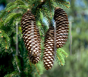 Picture of Picea abies 