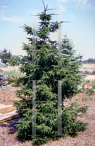 Picture of Picea orientalis 
