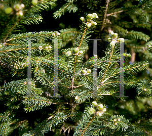 Picture of Picea orientalis 