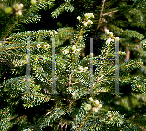 Picture of Picea orientalis 