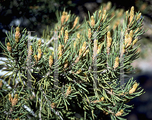 Picture of Pinus cembroides 