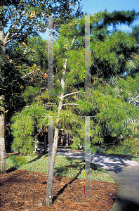 Picture of Pinus clausa '~Species'