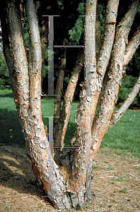 Picture of Pinus densiflora 'Umbraculifera'