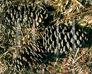 Picture of Pinus elliottii 