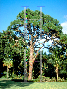 Picture of Pinus elliottii 