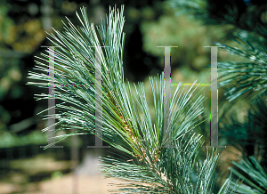 Picture of Pinus flexilis 