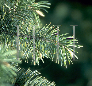 Picture of Pinus mugo 