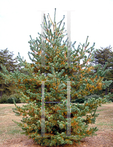 Picture of Pinus parviflora 