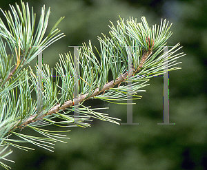 Picture of Pinus parviflora 