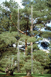 Picture of Pinus parviflora 