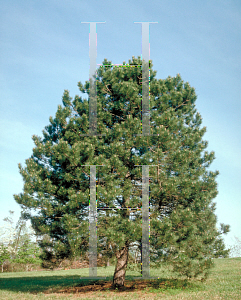 Picture of Pinus ponderosa 