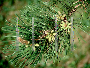 Picture of Pinus ponderosa 