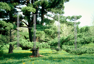 Picture of Pinus strobus 