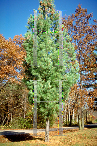Picture of Pinus strobus 'Fastigiata'