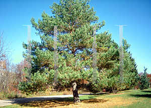 Picture of Pinus sylvestris 