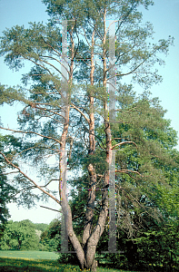 Picture of Pinus sylvestris 