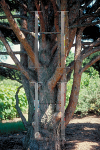 Picture of Pinus sylvestris 'Watereri'