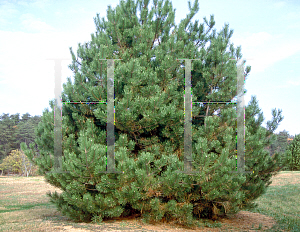 Picture of Pinus thunbergii 