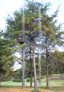 Picture of Pinus virginiana '~Species'