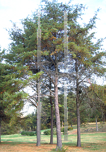 Picture of Pinus virginiana 