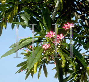 Picture of Plumeria rubra 