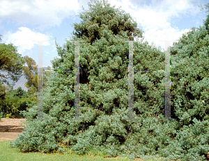 Picture of Afrocarpus gracilior 