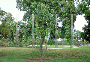 Picture of Pongamia pinnata 