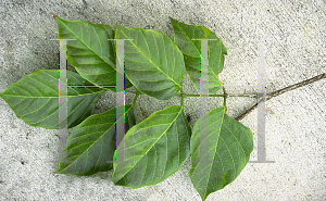 Picture of Pongamia pinnata 