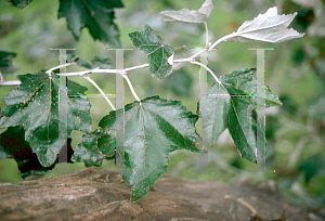 Picture of Populus alba 