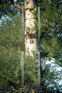 Picture of Populus alba 