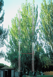 Picture of Populus alba 'Pyramidalis'