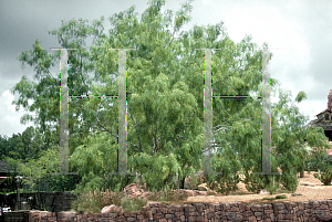 Picture of Prosopis glandulosa 