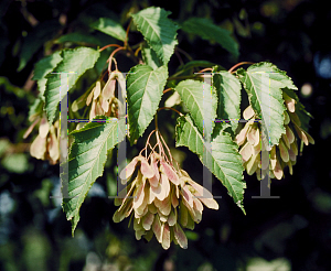 Picture of Acer tataricum ssp. ginnala 