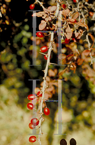 Picture of Berberis thunbergii 'Atropurpurea'