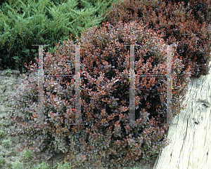 Picture of Berberis thunbergii 