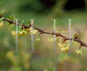 Picture of Berberis thunbergii 