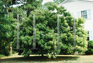 Picture of Castanea mollissima 