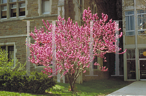 Picture of Cercis chinensis 