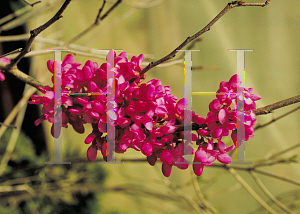 Picture of Cercis chinensis 