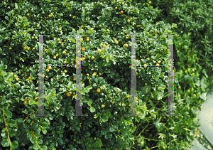 Picture of Cotoneaster horizontalis 