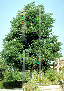 Picture of Gymnocladus dioicus 