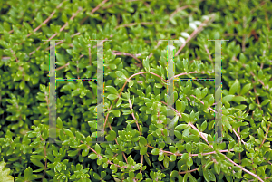 Picture of Sedum acre 