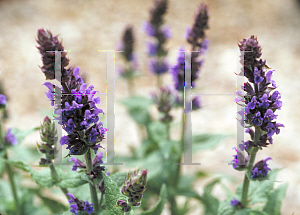 Picture of Salvia x superba 